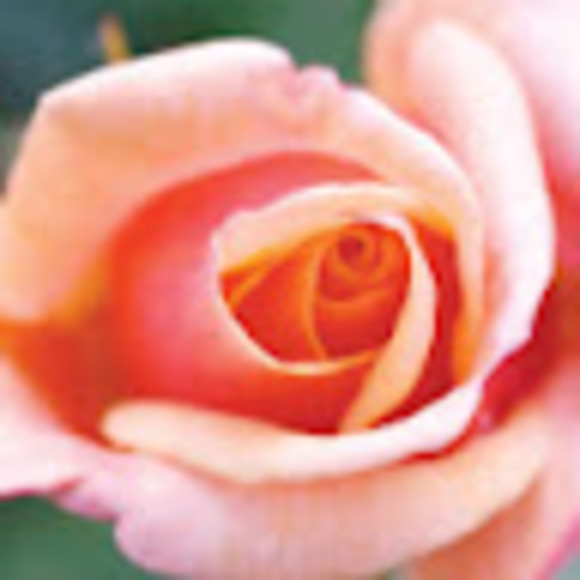 Meet your Posher, Lori - Picture 1 of 1